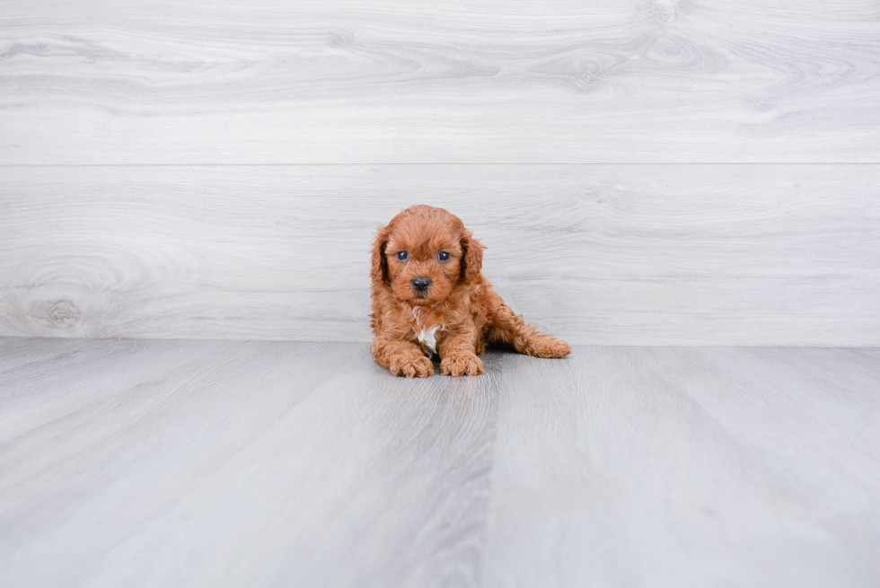 Cute Cavapoo Baby