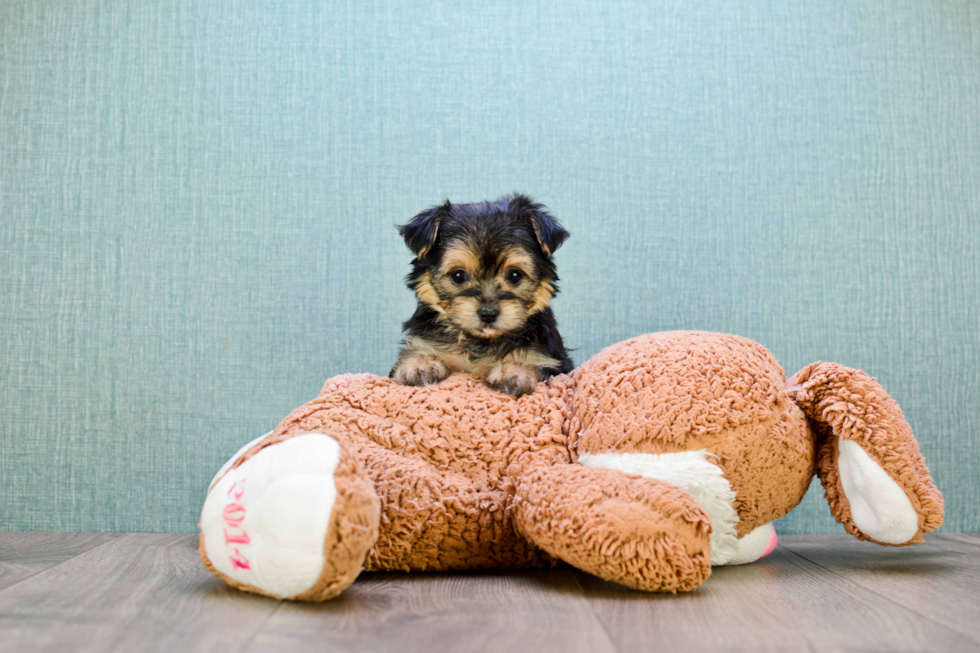 Sweet Morkie Baby