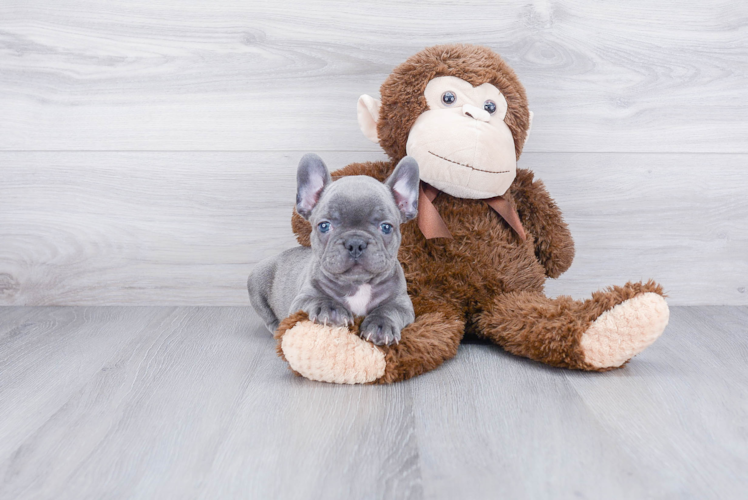 Hypoallergenic French Bulldog Purebred Pup