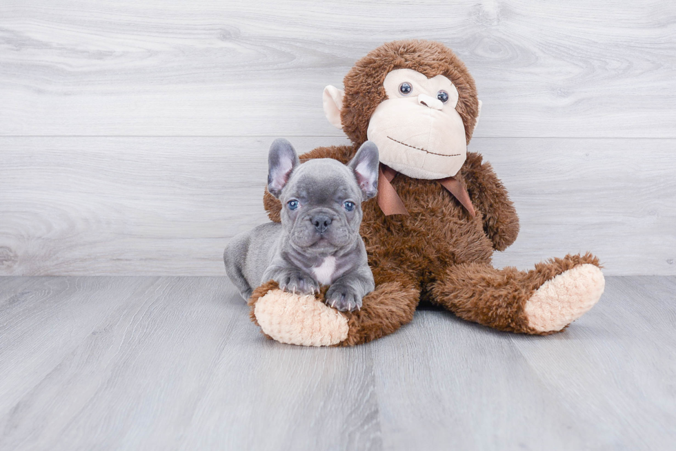 Hypoallergenic French Bulldog Purebred Pup