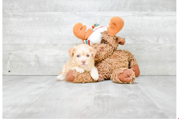 Adorable Maltese Poodle Poodle Mix Puppy