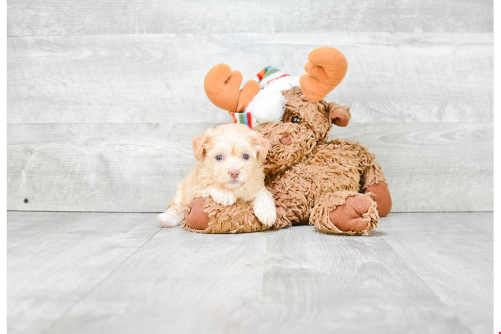 Adorable Maltese Poodle Poodle Mix Puppy