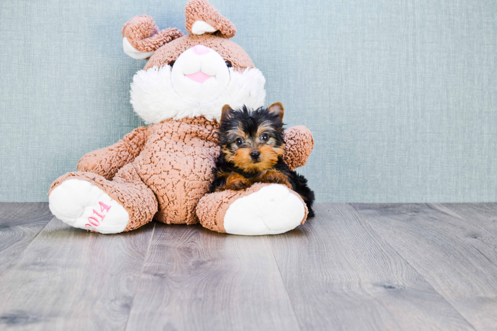 Meet Twinkle - our Yorkshire Terrier Puppy Photo 