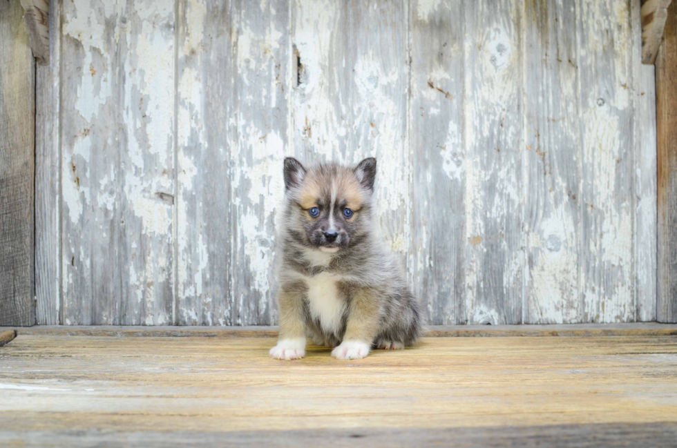 Best Pomsky Baby