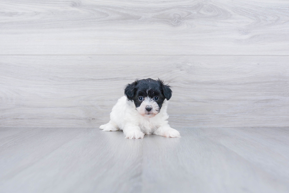 Adorable Maltese Poodle Poodle Mix Puppy