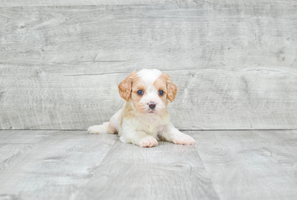 Best Cavachon Baby