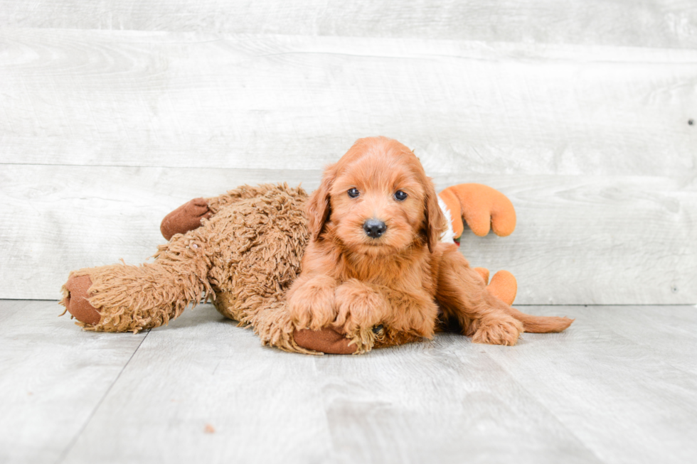 Small Mini Goldendoodle Baby