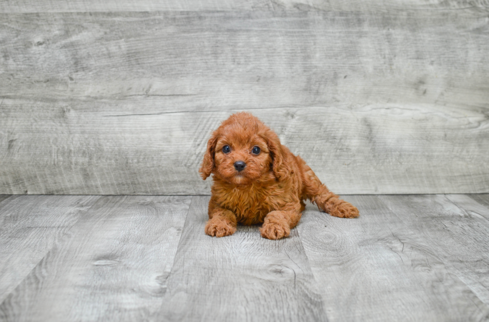 Best Cavapoo Baby