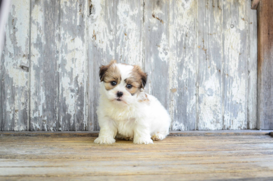 Teddy Bear Pup Being Cute