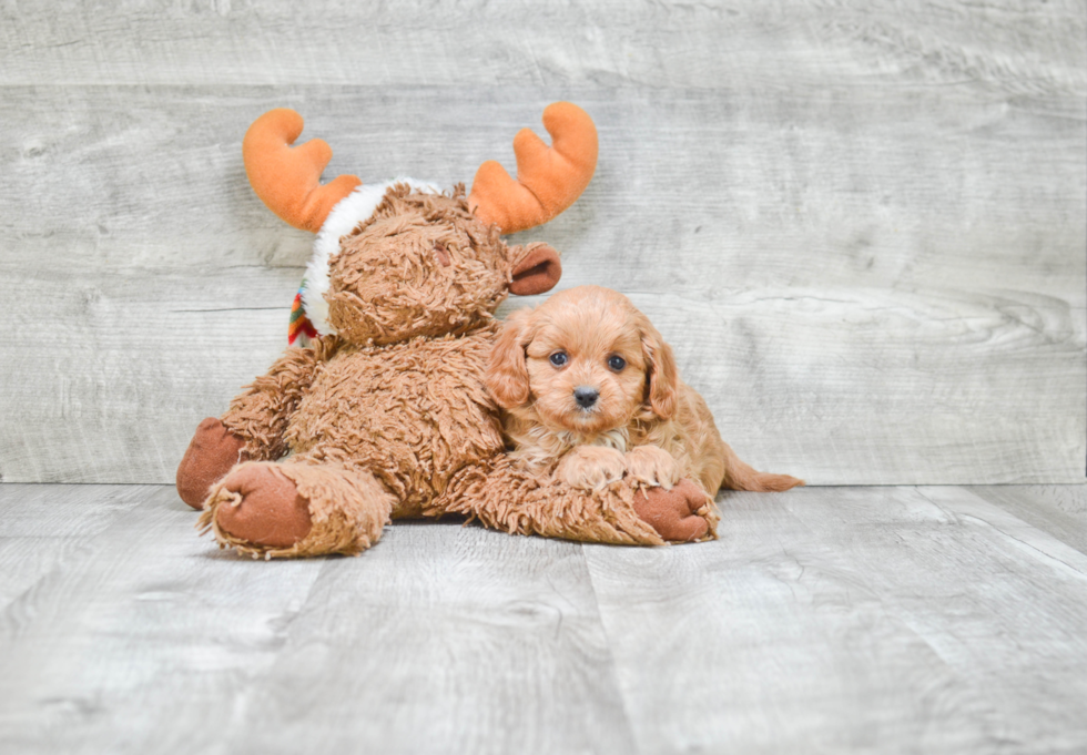 Best Cavapoo Baby