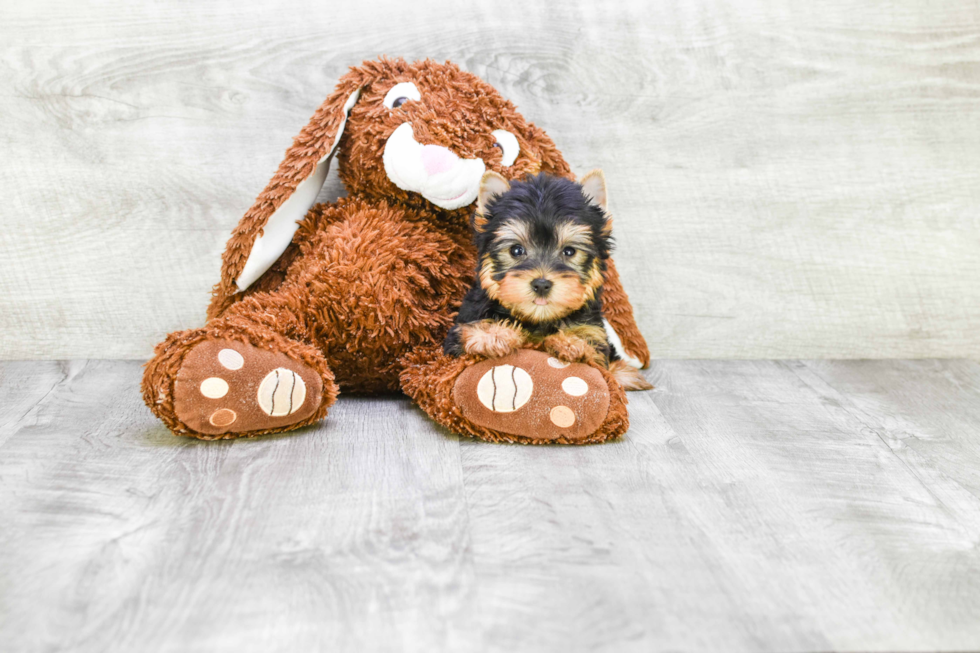 Meet Heidi - our Yorkshire Terrier Puppy Photo 