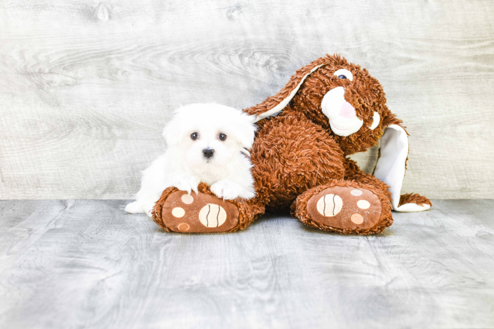 Smart Maltese Purebred Puppy