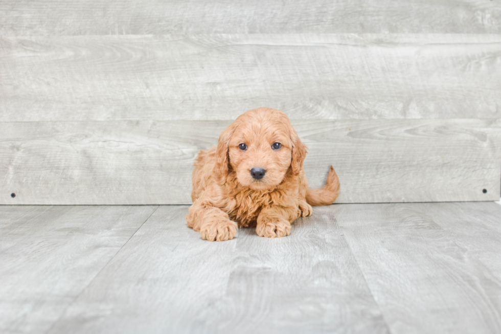 Cute Mini Goldendoodle Baby