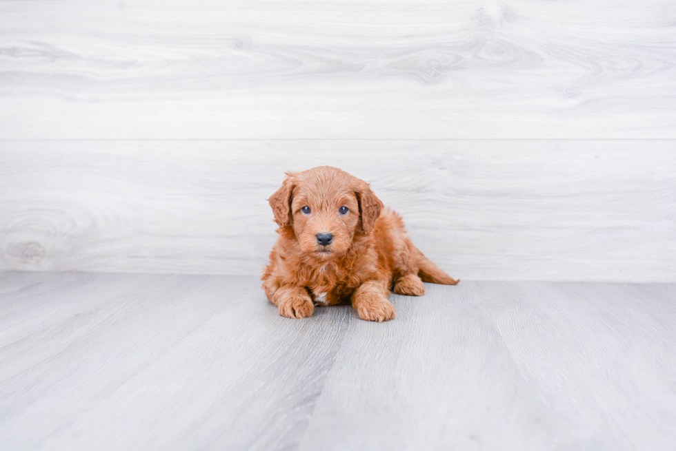 Funny Mini Goldendoodle Poodle Mix Pup