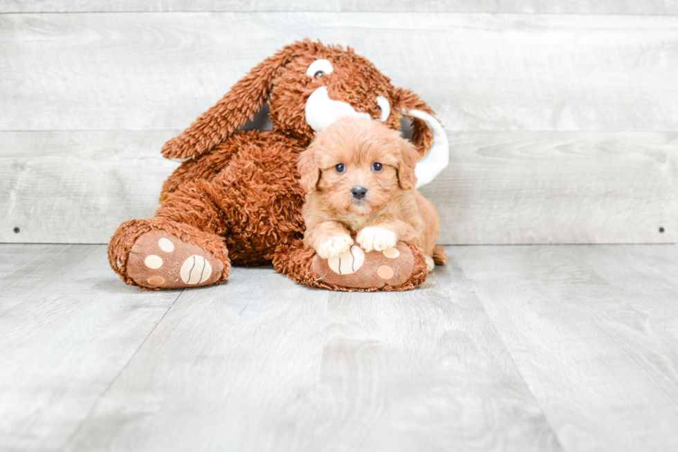 Cavachon Puppy for Adoption