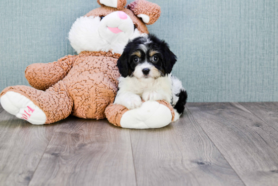 Little Cavalier Designer Puppy