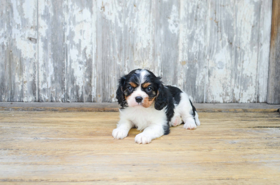 Cavalier King Charles Spaniel Pup Being Cute