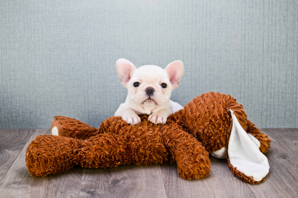 Popular French Bulldog Purebred Pup