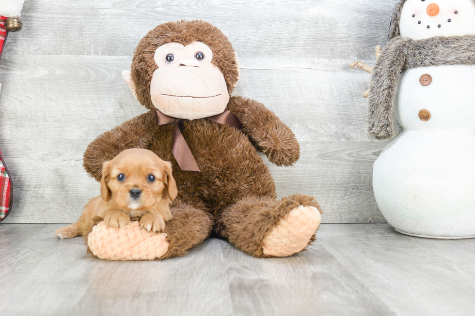 Friendly Cavalier King Charles Spaniel Baby