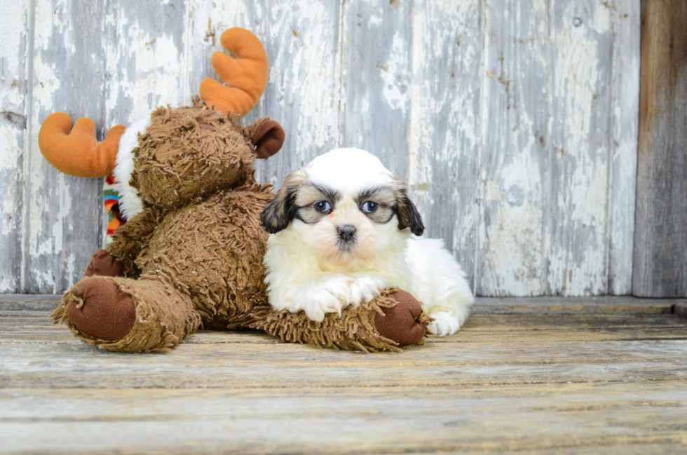 Shih Tzu Pup Being Cute