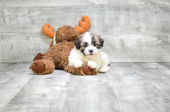 Teddy Bear Puppy for Adoption