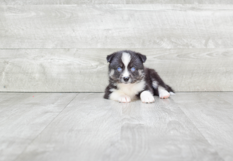 Happy Pomsky Baby