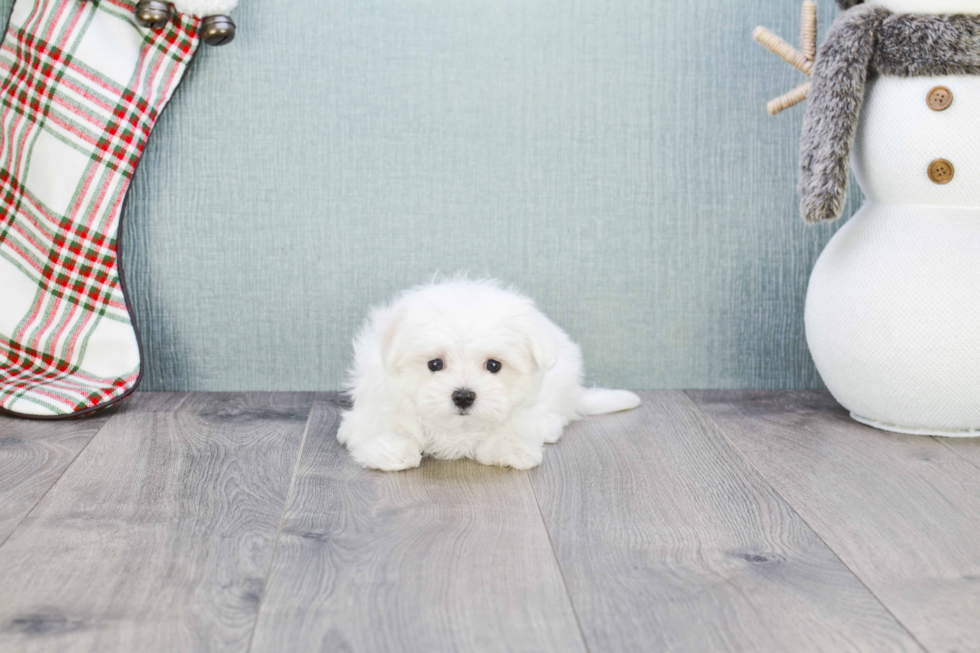 Maltese Pup Being Cute