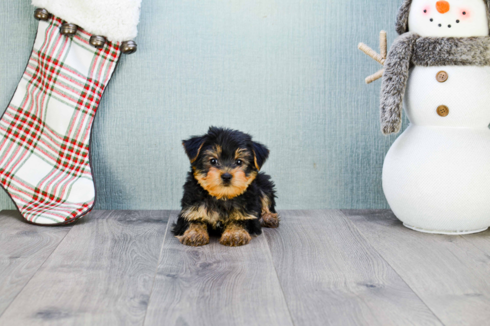 Meet Rascal - our Yorkshire Terrier Puppy Photo 