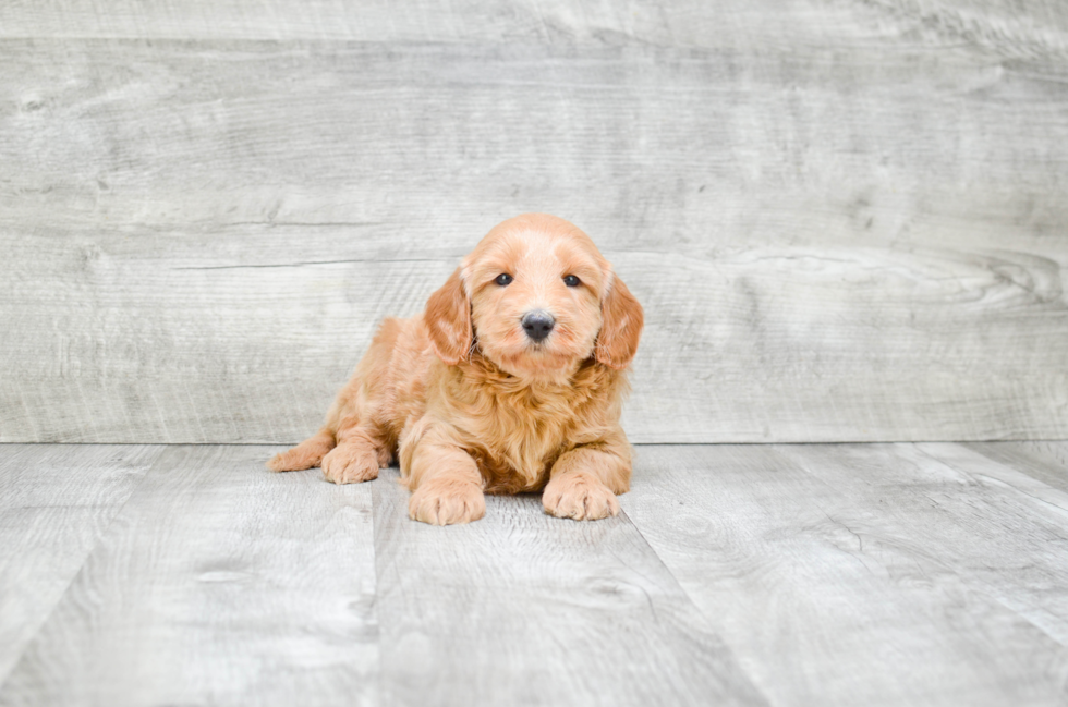 Little Golden Retriever Poodle Mix Puppy