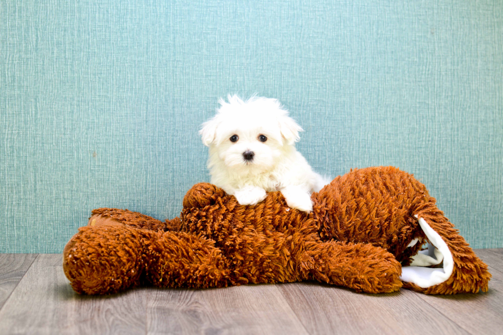 Popular Maltese Purebred Pup