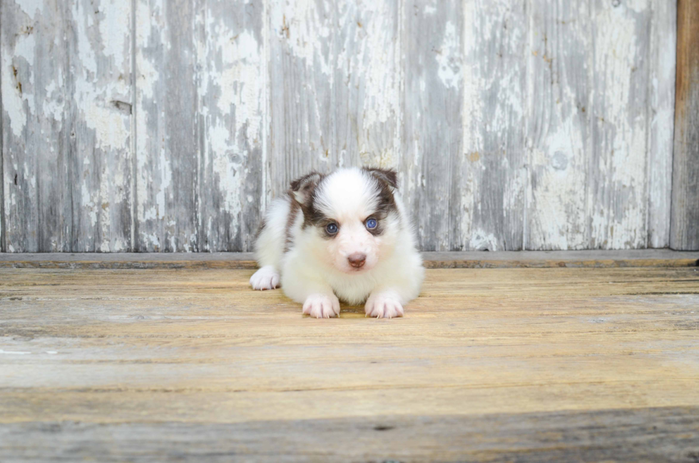 Playful Mini Husky Designer Puppy