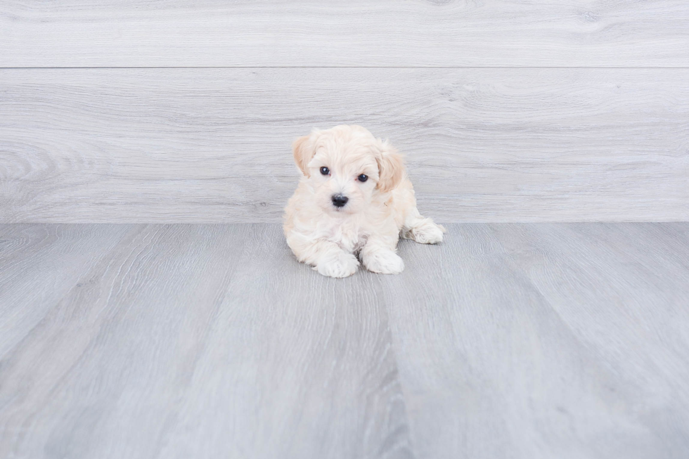 Hypoallergenic Maltepoo Poodle Mix Puppy