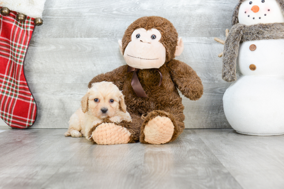 Sweet Cavachon Baby