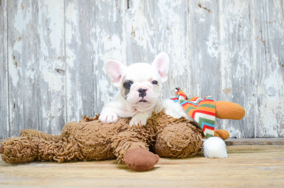 Best French Bulldog Baby