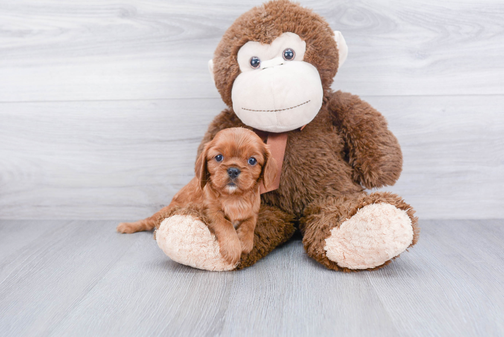 Cavalier King Charles Spaniel Pup Being Cute