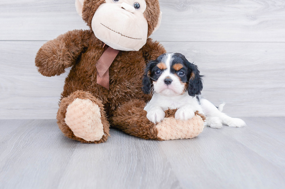 Cute Cavalier King Charles Spaniel Purebred Puppy