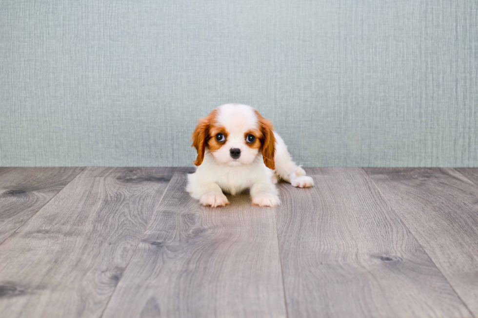 Playful Cavalier King Charles Spaniel Purebred Pup