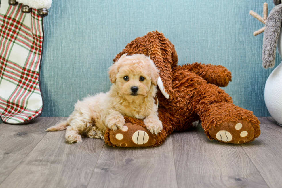 Maltipoo Puppy for Adoption