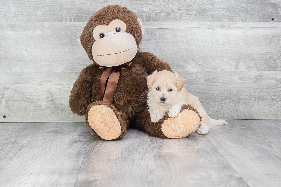 Maltipoo Pup Being Cute