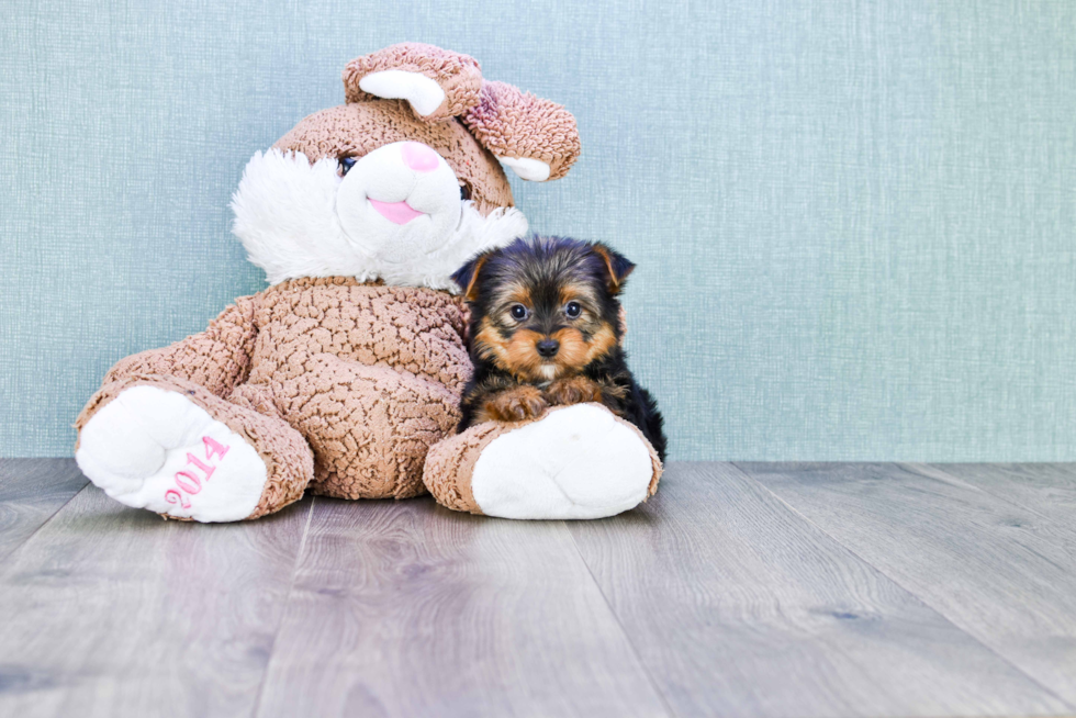 Meet Timmy - our Yorkshire Terrier Puppy Photo 