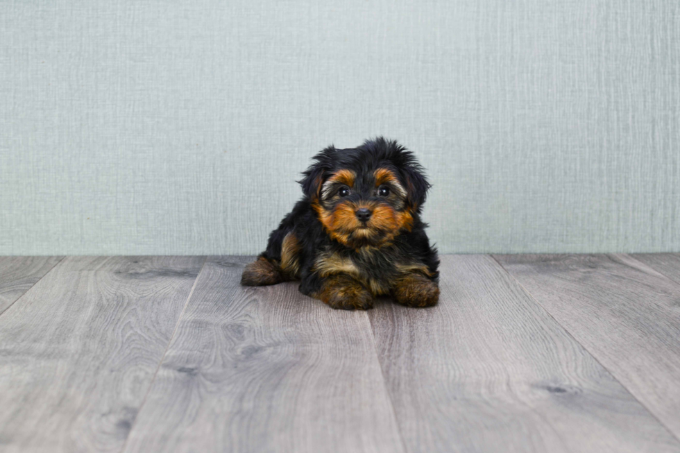 Meet Twinkle - our Yorkshire Terrier Puppy Photo 