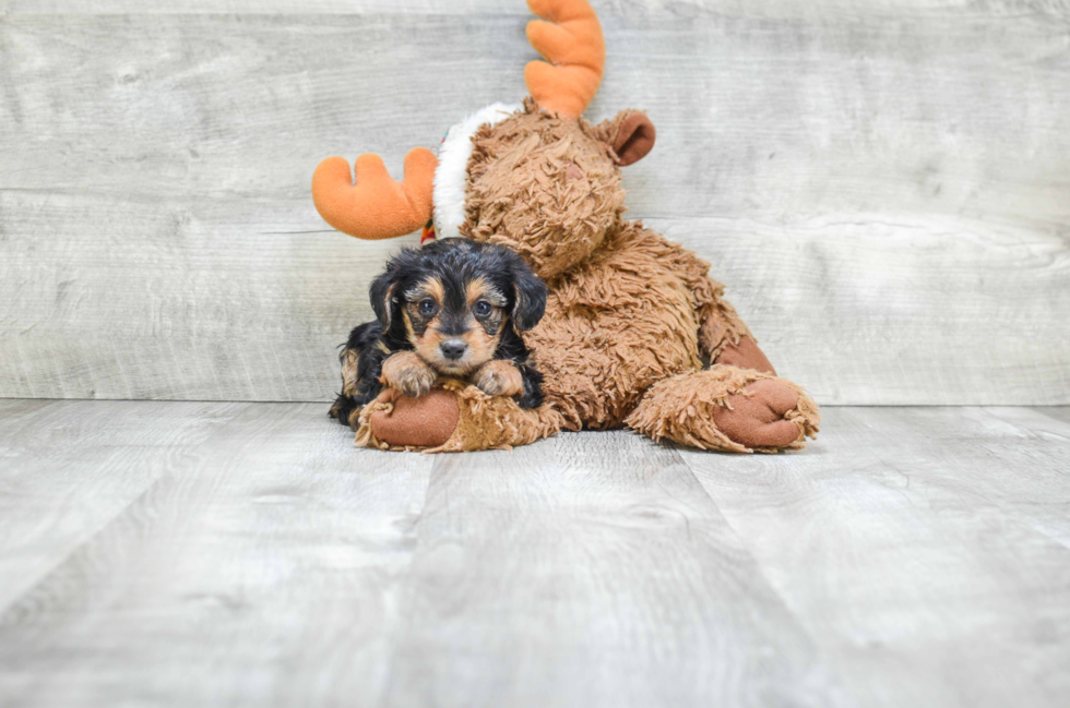 Popular Yorkie Poo Poodle Mix Pup