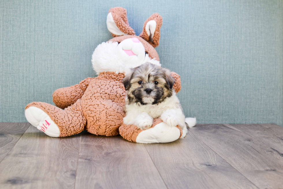 Teddy Bear Pup Being Cute