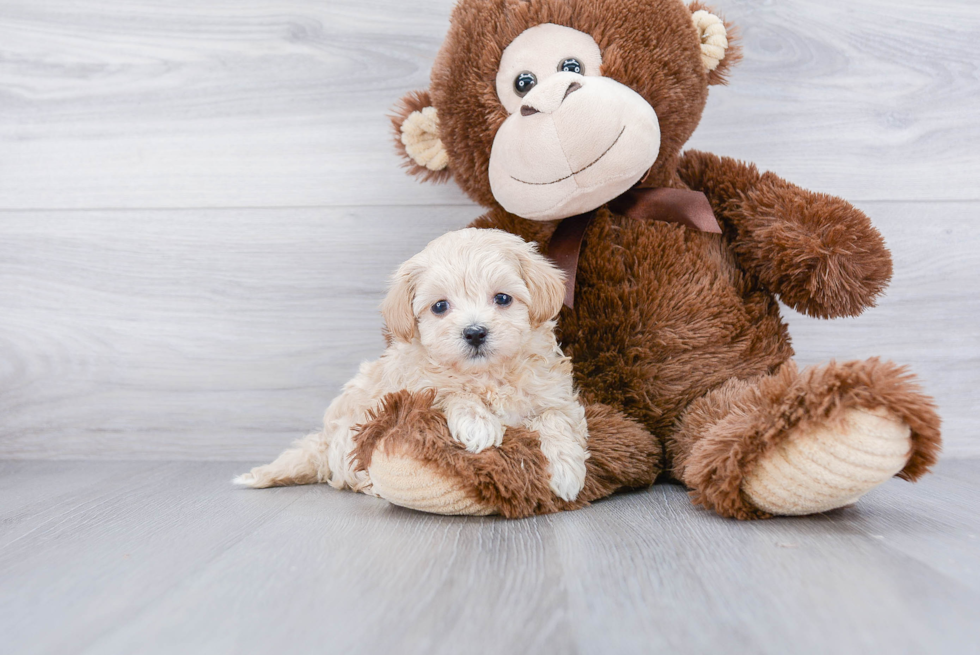 Best Maltipoo Baby