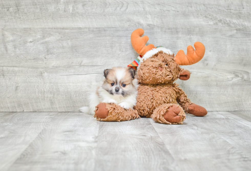 Adorable Pomeranian Purebred Puppy