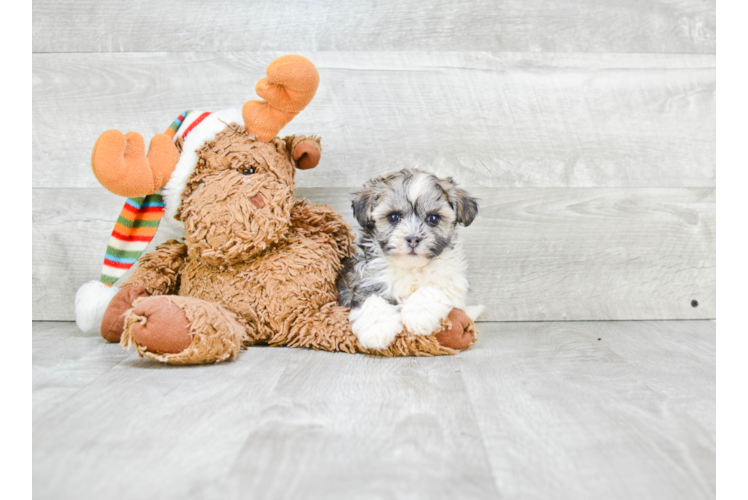 Small Havanese Purebred Pup