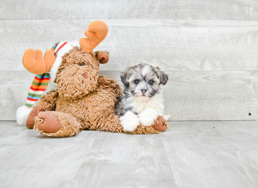 Small Havanese Purebred Pup