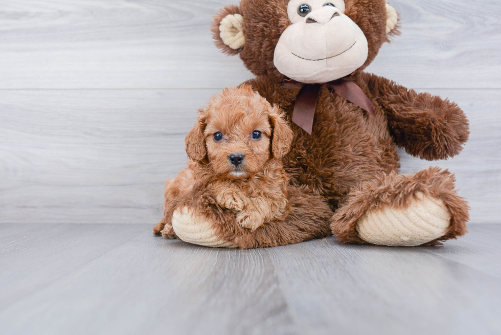 Best Cavapoo Baby