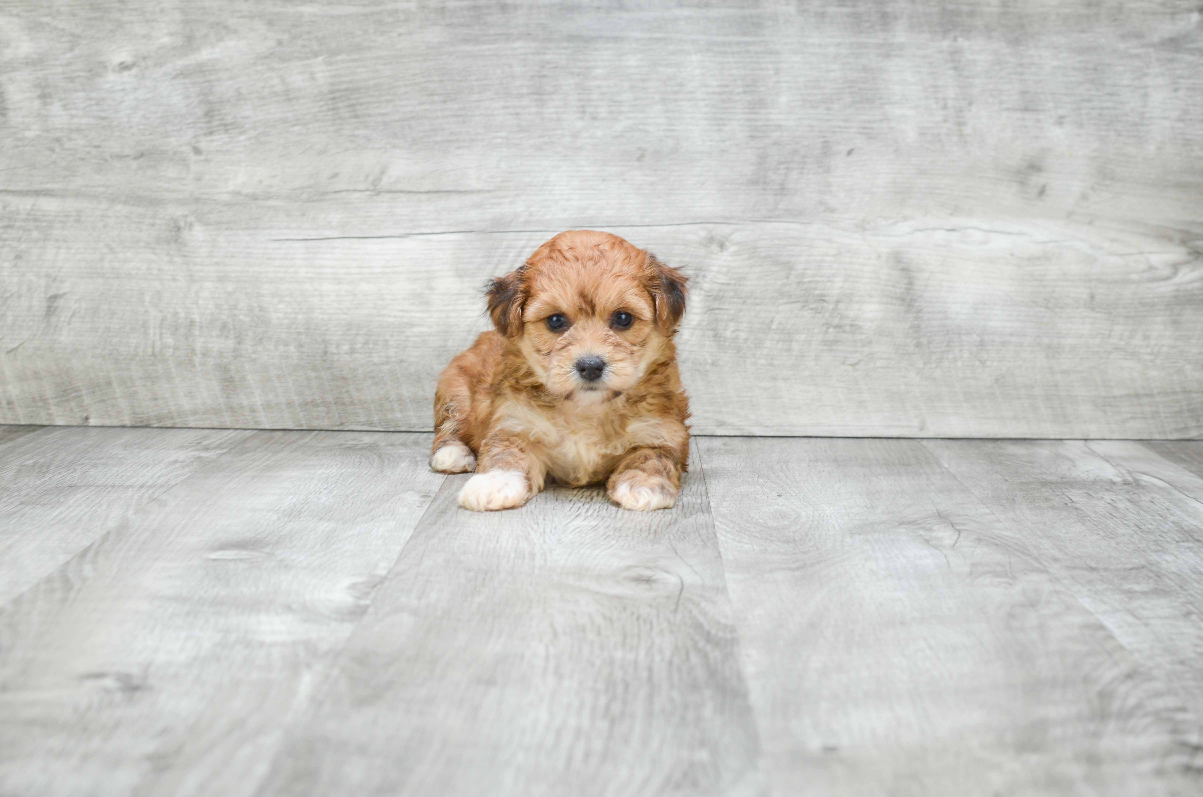 Best Morkie Baby