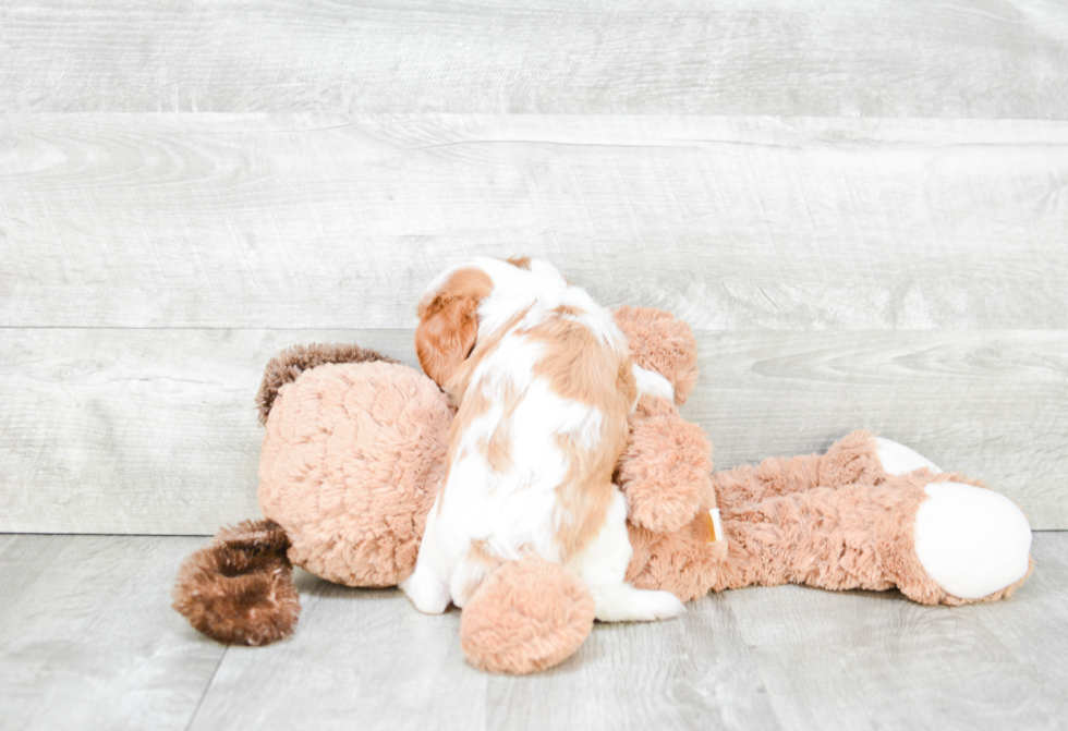 Playful Cavalier King Charles Spaniel Baby